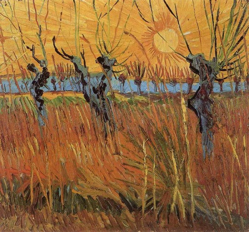 willows-at-sunset