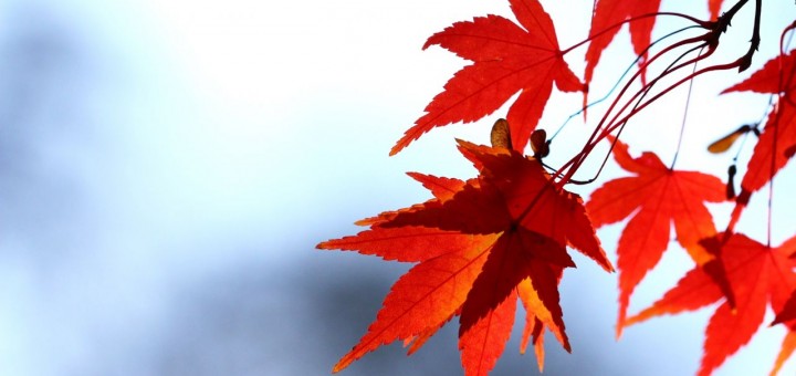red-leaf-720x340