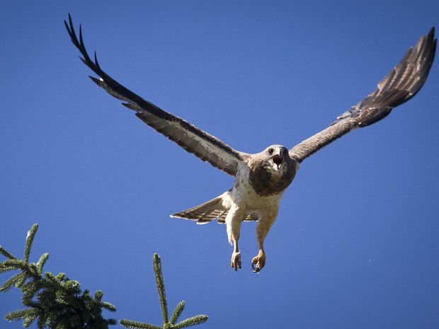 Image result for osprey over calgary Pinterest