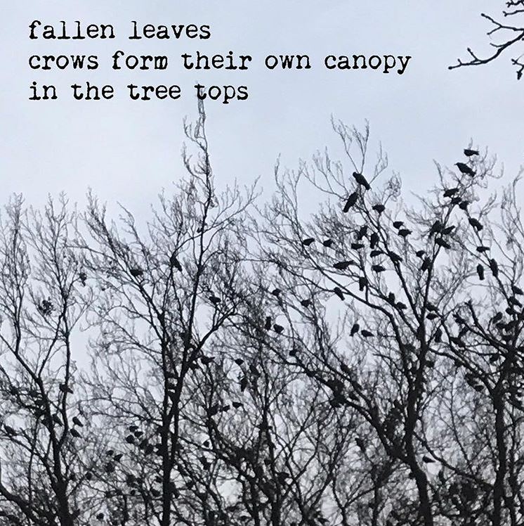 fallen leaves