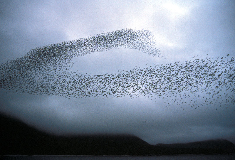 800px-auklet_flock_shumagins_1986