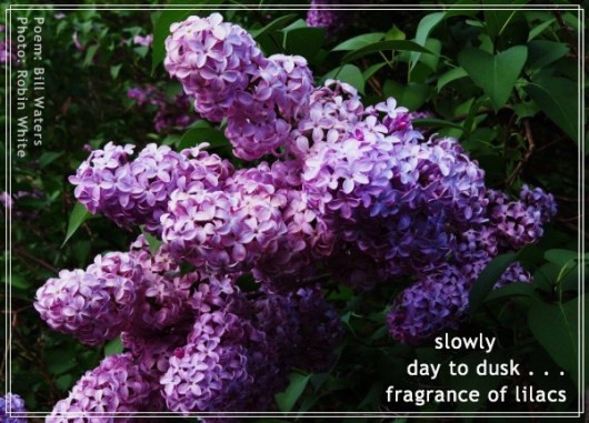 Lilacs