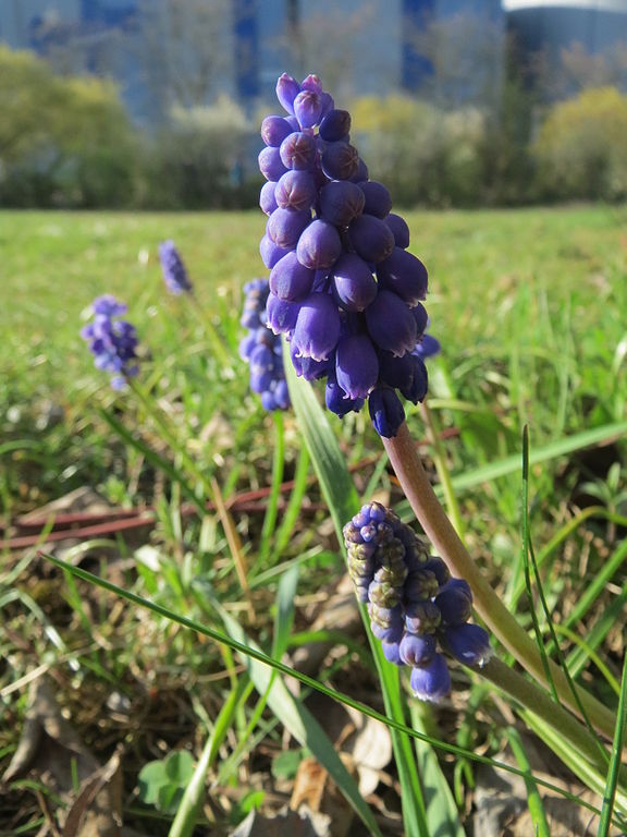 576px-20150410Muscari_armeniacum3