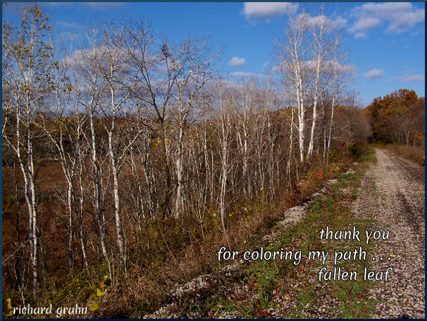 BadgerTrailHaiga