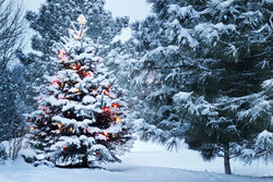 stock-photo-this-snow-covered-christmas-tree-stands-out-brightly-against-the-dark-blue-tones-of-this-snow-149084435