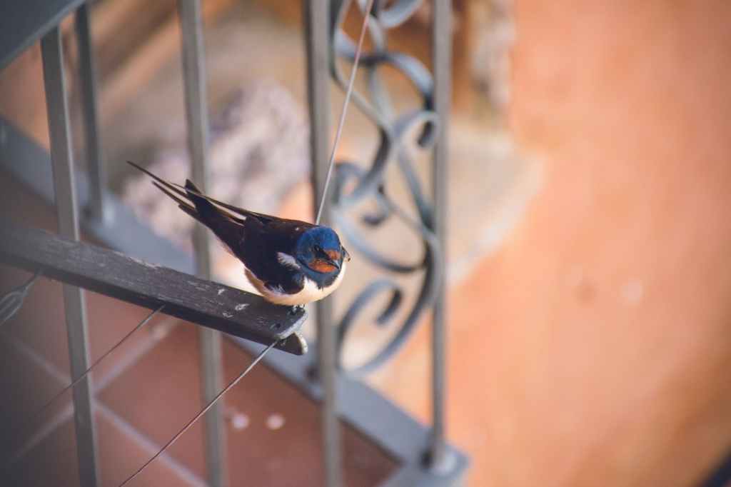 Haiku: Swallow