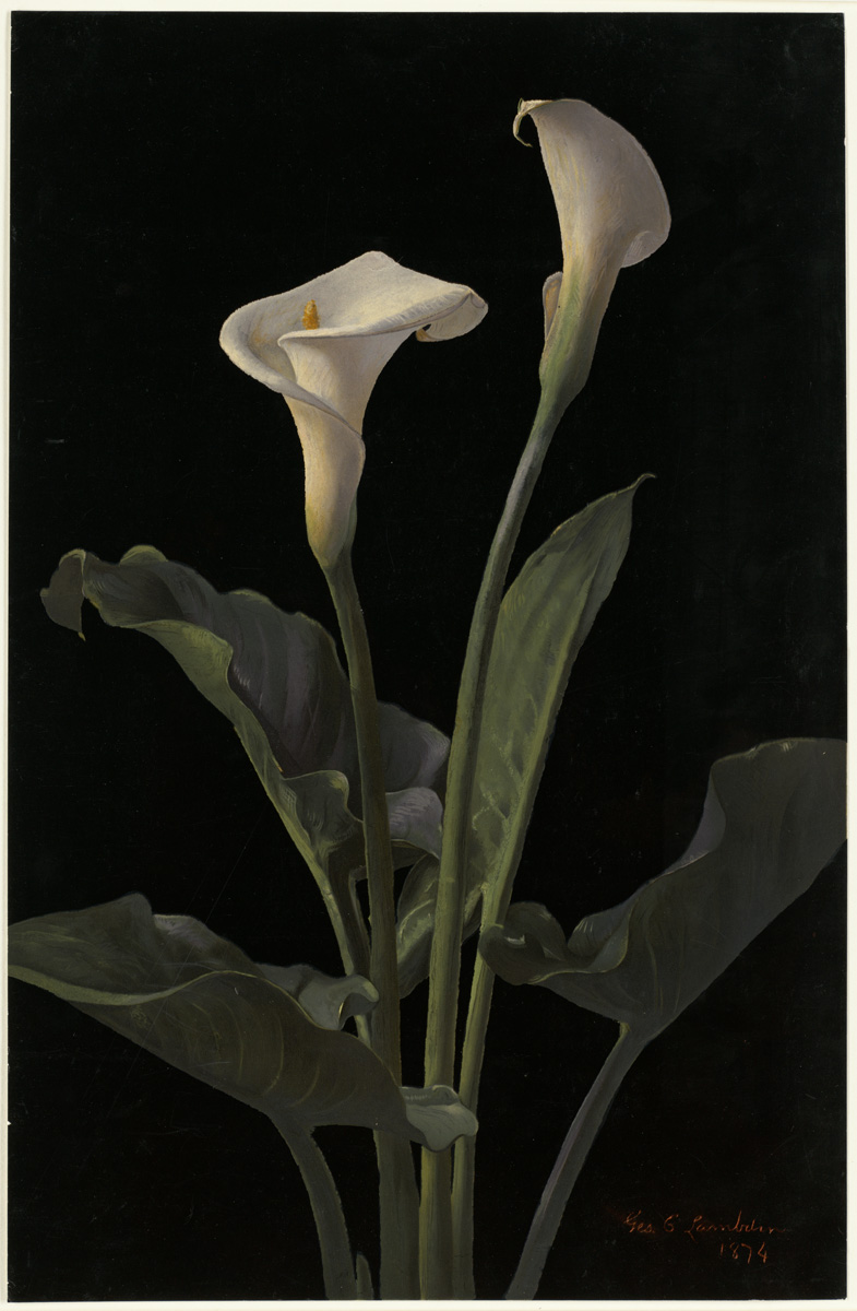 Calla_Lilies_by_Boston_Public_Library