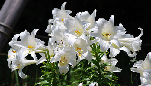 easter-lily-1-1