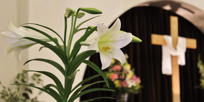 Haiku: Easter Lilies