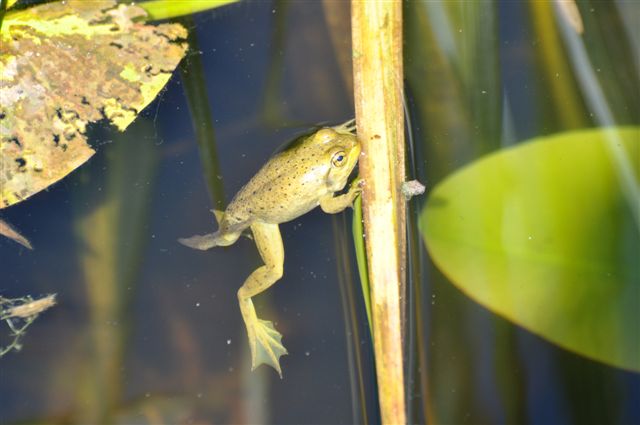 An_emerging_frog_at_Trustom_Pond_National_Wildlife_Refuge._(4812983616).jpg