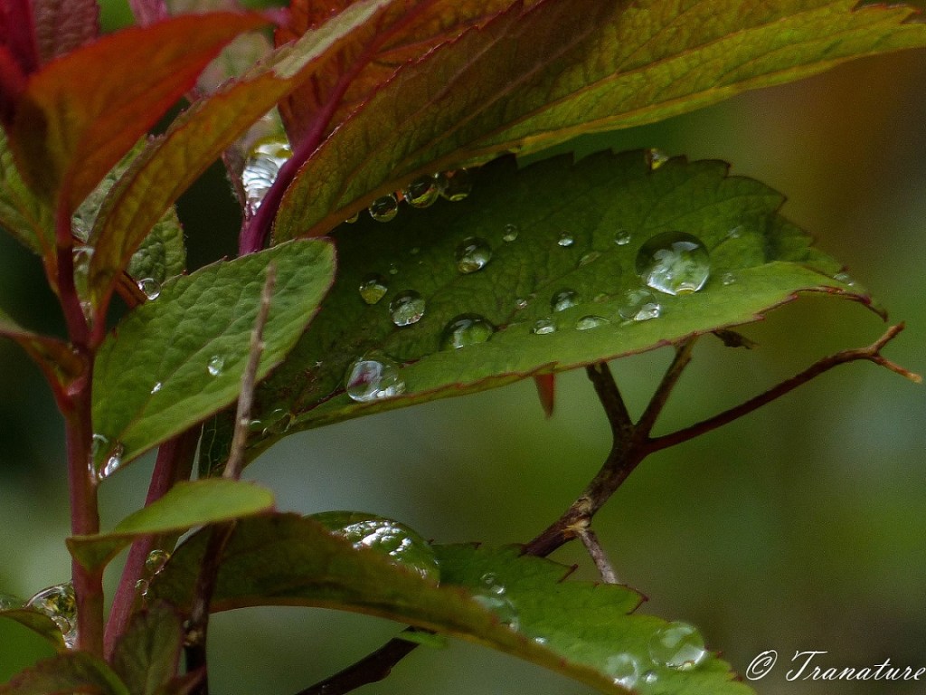 Haiku: Midsummer Rain