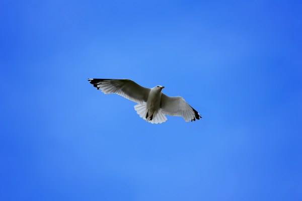 seagull-in-blue-sky