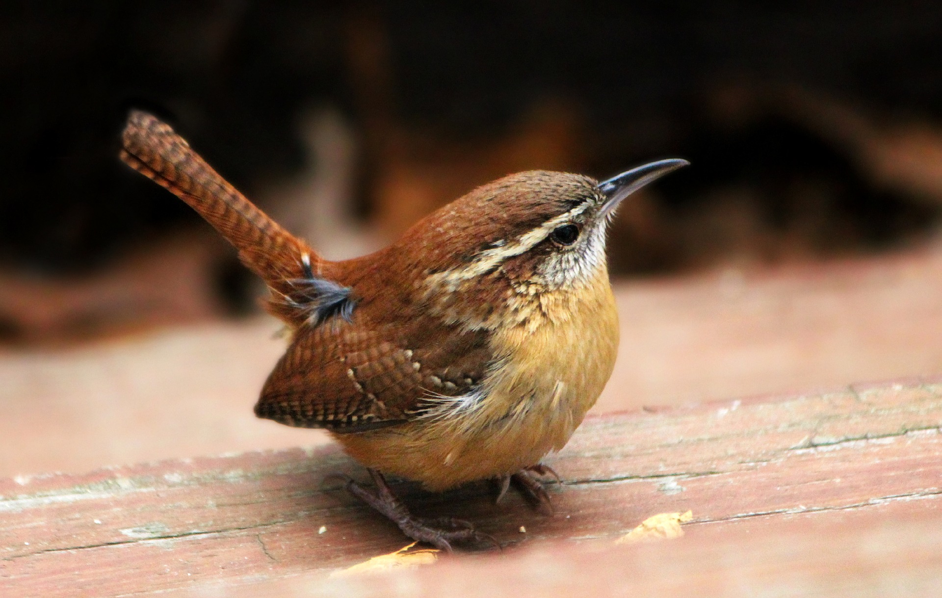 wren-3619826_1920