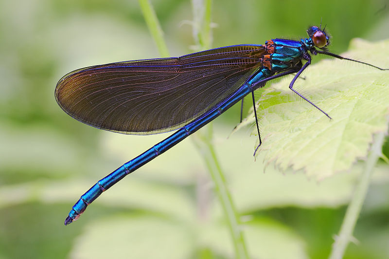 800px-Calopteryx_virgo_male