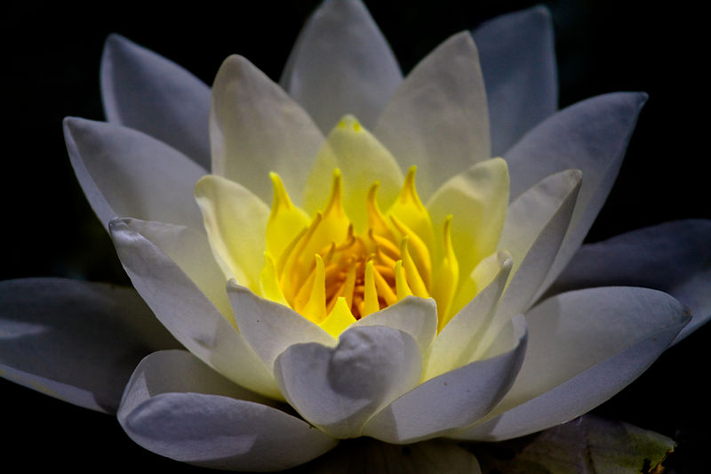800px-Lightning_waterlily