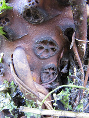 lotus roots 43934089231_63d2e64d60_m