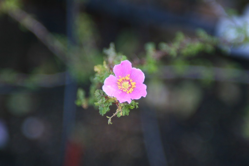 rosa_stellata_mirifica
