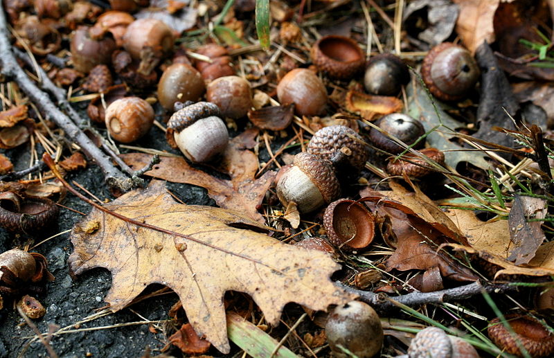 800px-Acorns_falling_onto_the_ground.jpg