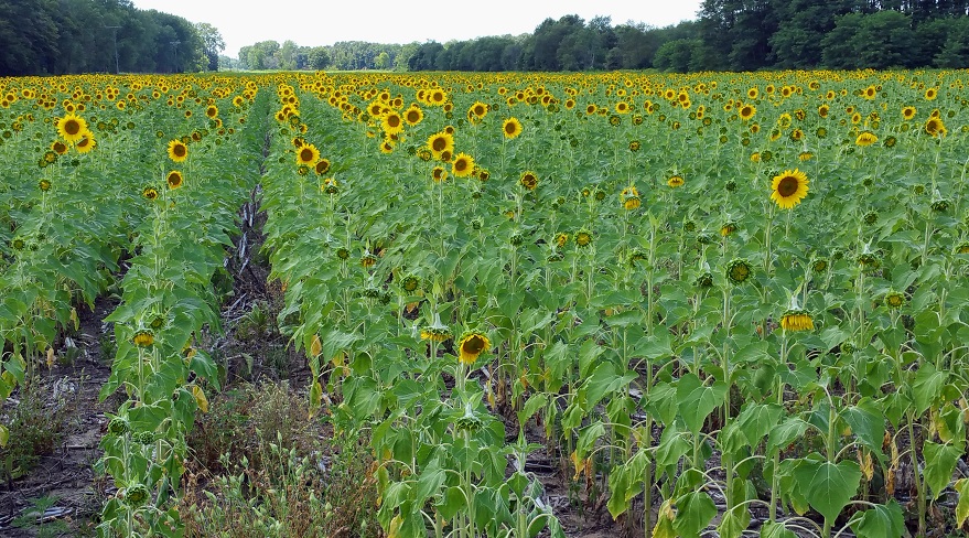 Field of Sunflowers at Willow Slough, Morocco, Indiana