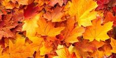 autumn colour download