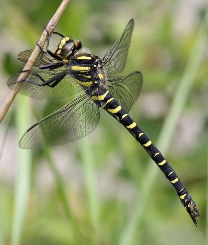 Golden ringed dragonfly