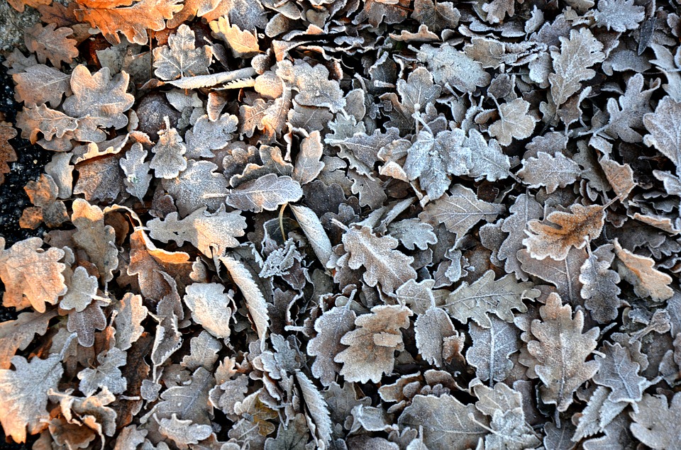 leaves-2398426_960_720