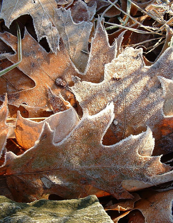 596px-Frosted_leaves