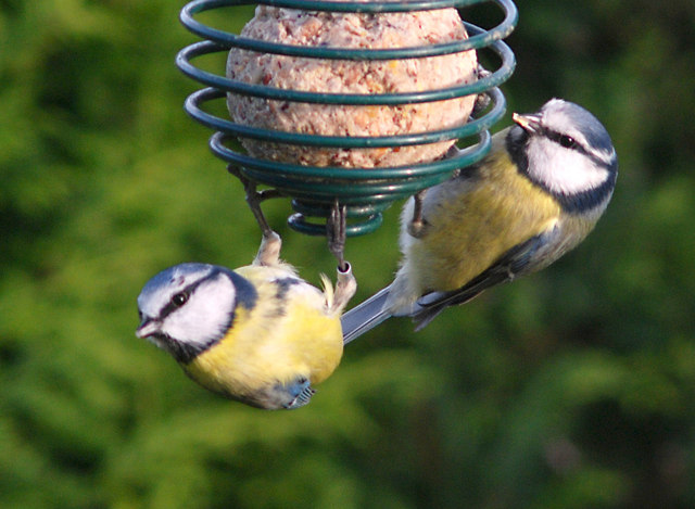 Blue_Tits_sharing_food_-_geograph.org.uk_-_1080381