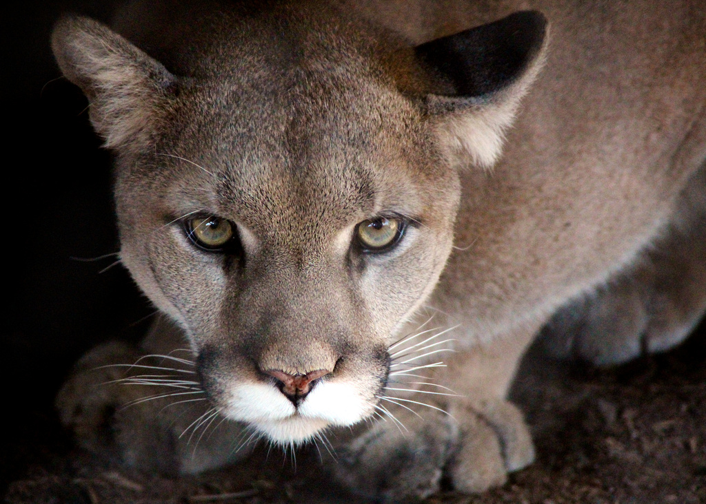 crouching_cougar