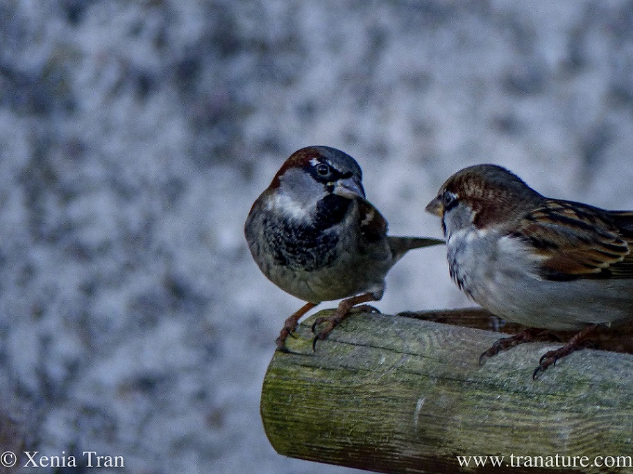 Haiku: Sparrows