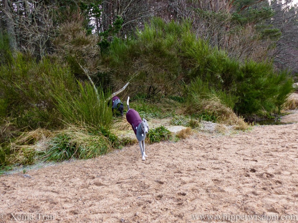 Haiku: First Snowdrop