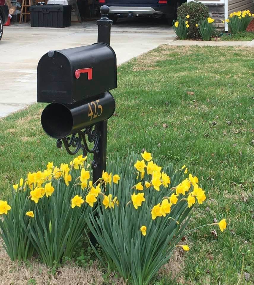 mail box flowers