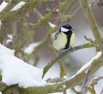 snowy_great_tit