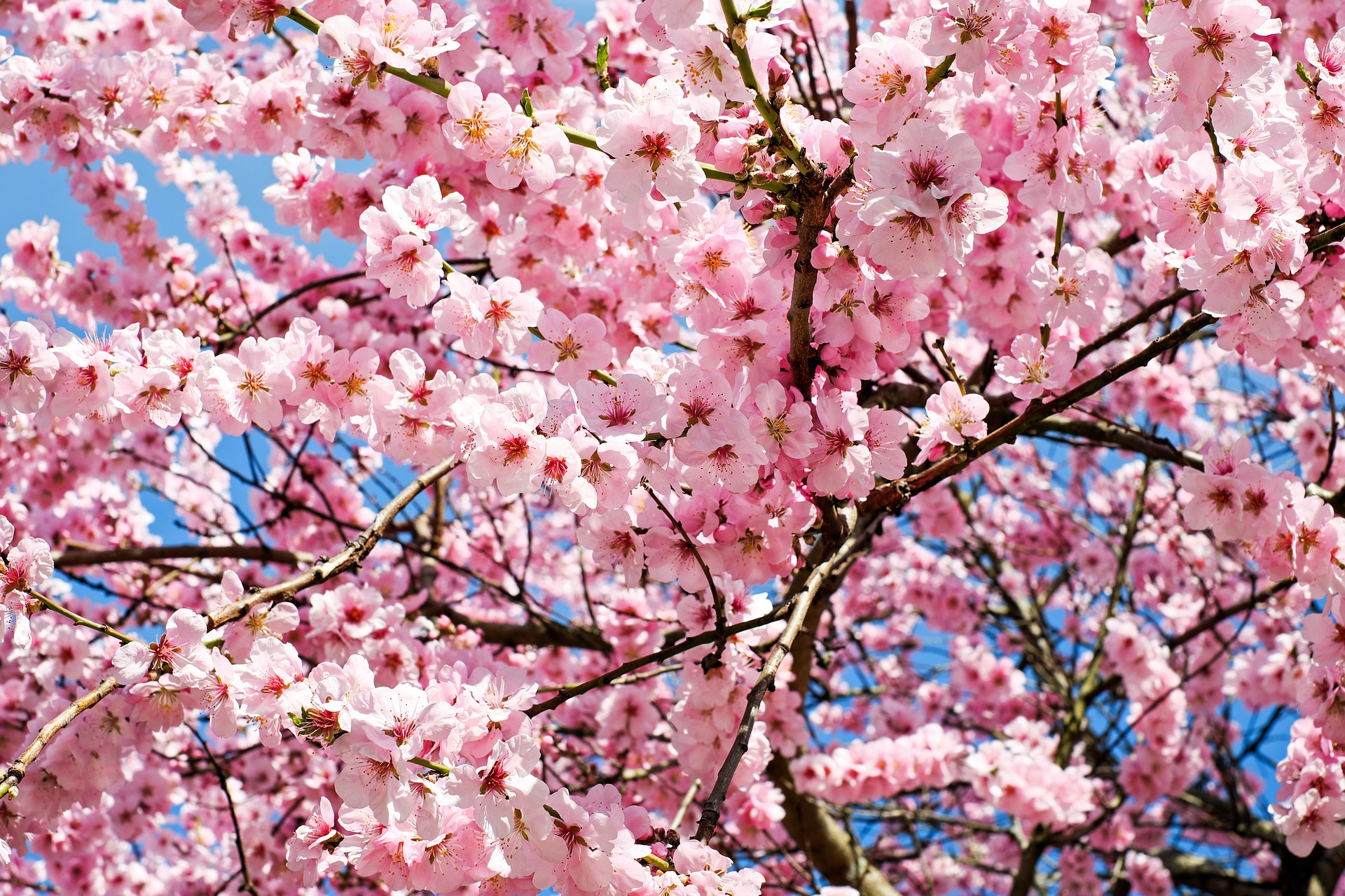 japanese-cherry-trees-3063992_1920