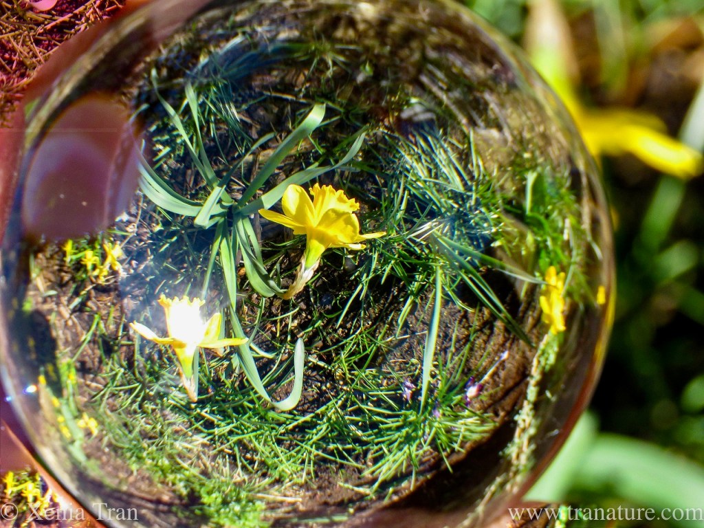 Haiku: Sea of&nbsp;Daffodils