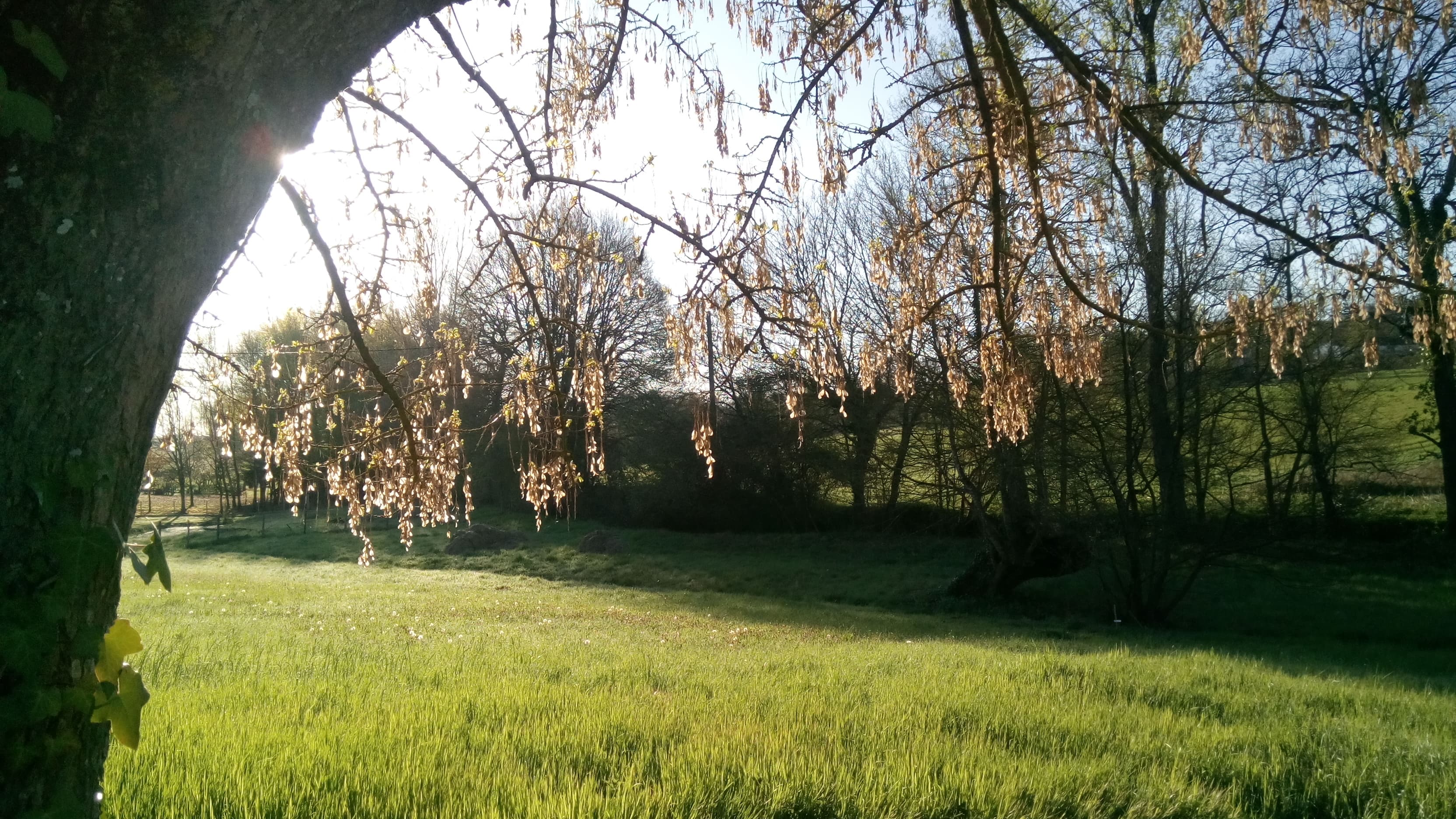 marchmorning field maple