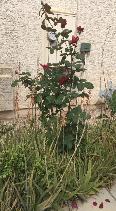 CBA35051-EFA0-489D-815D-9A0DE80D54A6