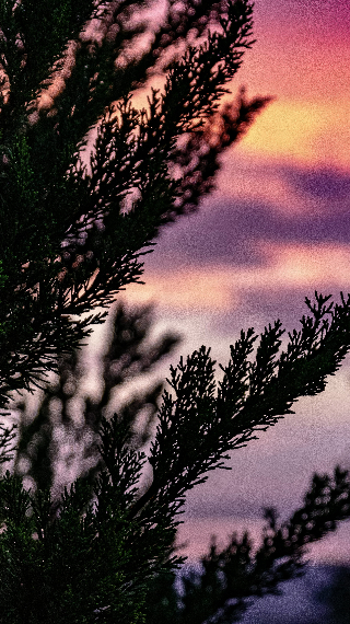 sunrise with pine