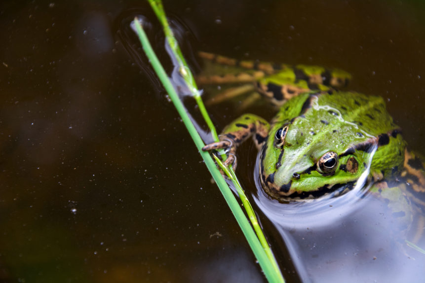green frog