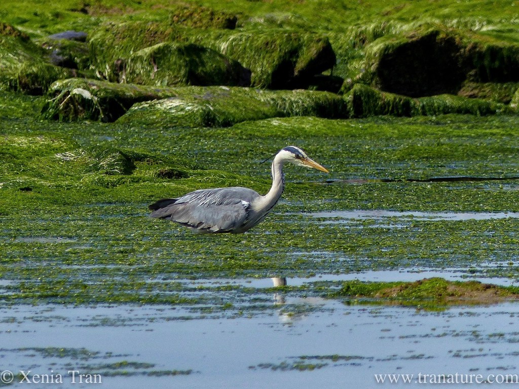 Haiku: A Small&nbsp;Fish