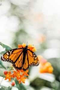 butterfly on plant