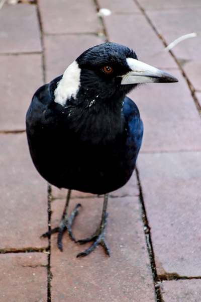 backyard-blues-for-web