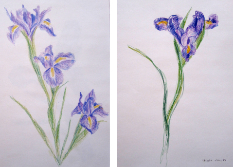 iris colored pencil comp