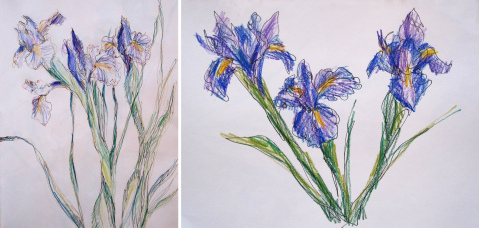 iris ink and pencil comp