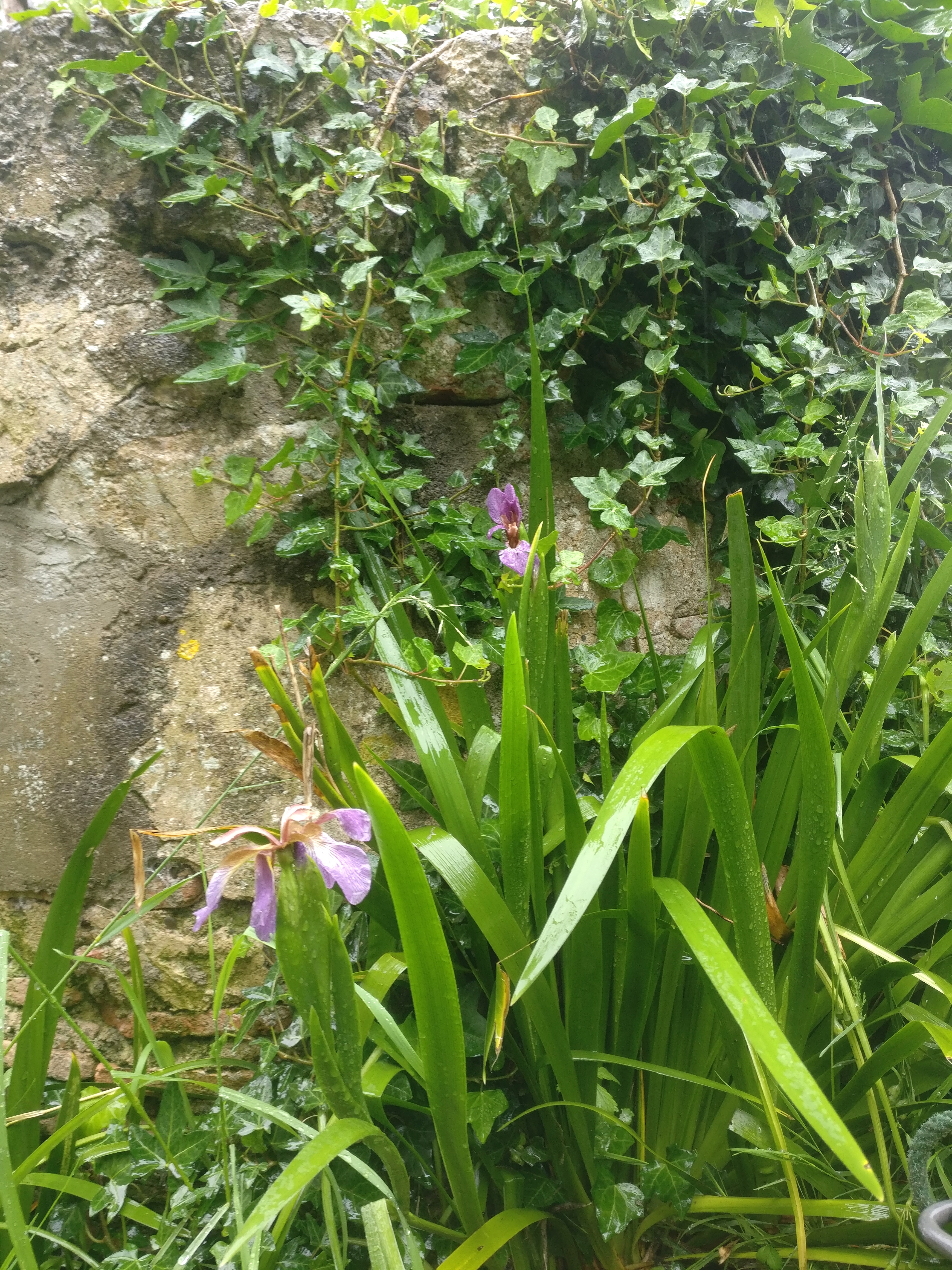 wild irises