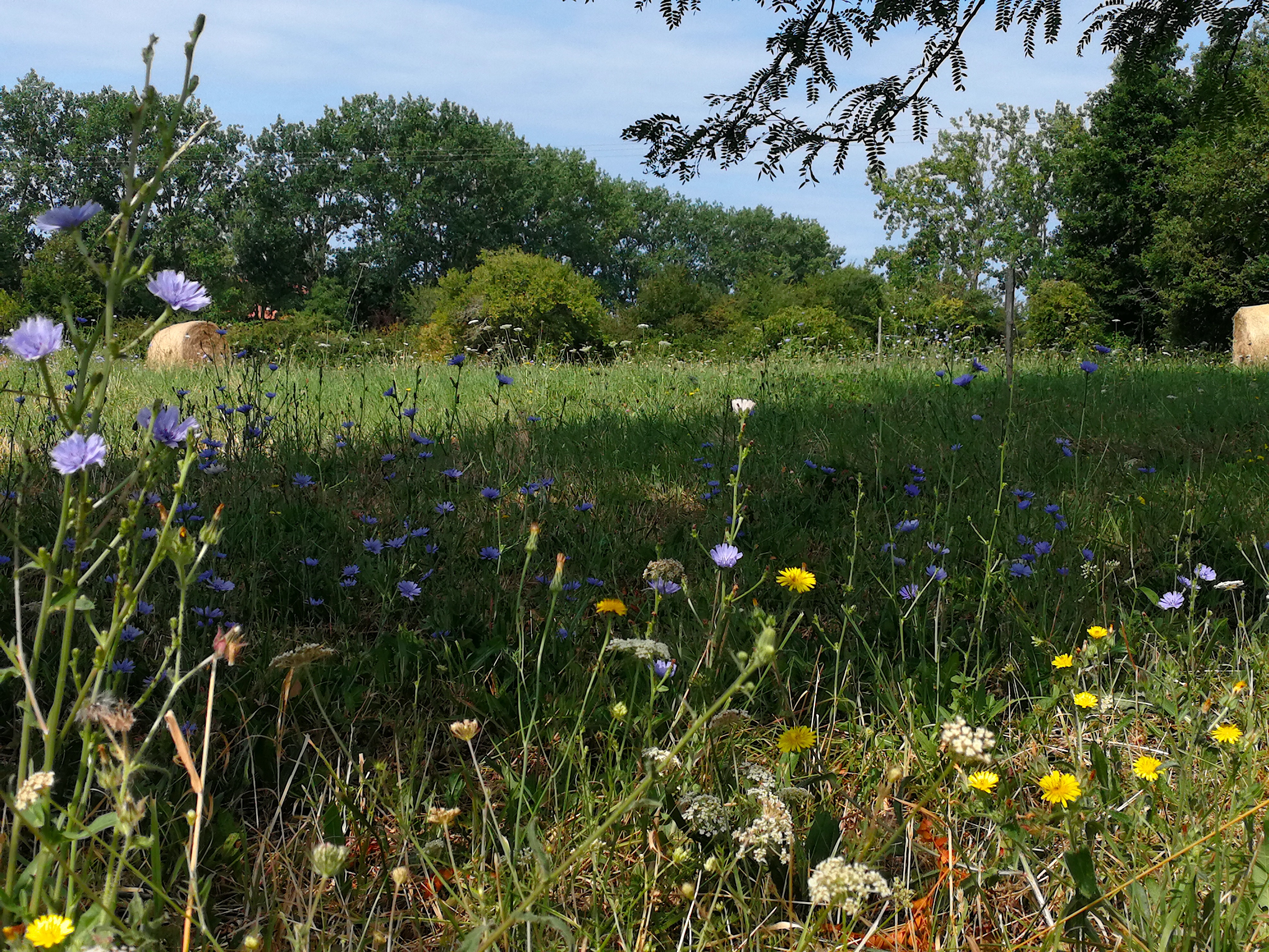 bright chicory and cats ears