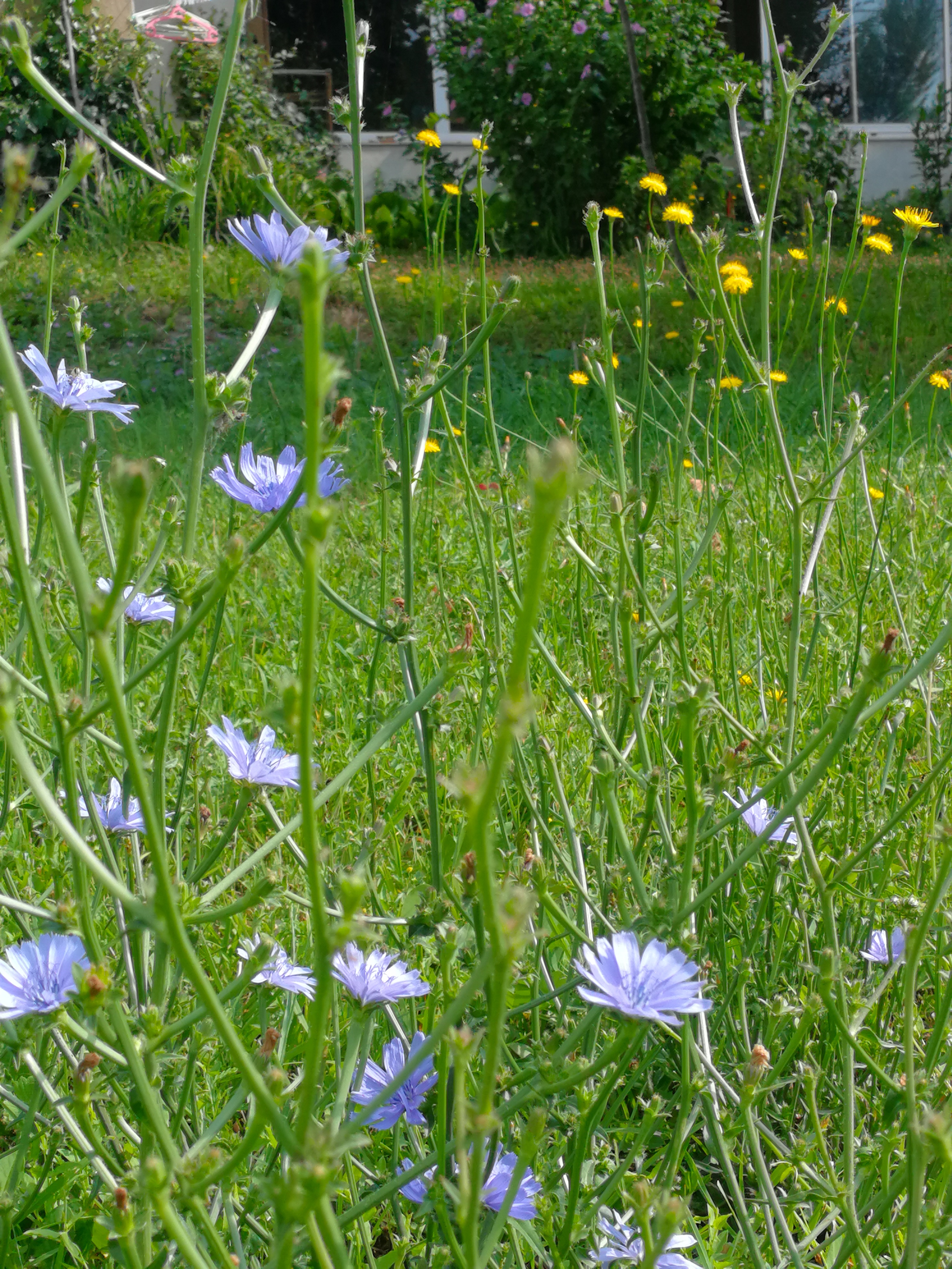ctas ears and chicory