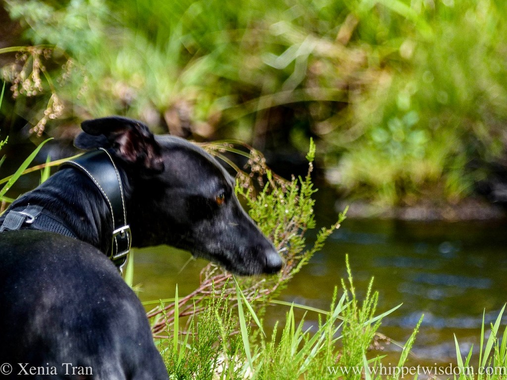 Haiku: Healing Waters