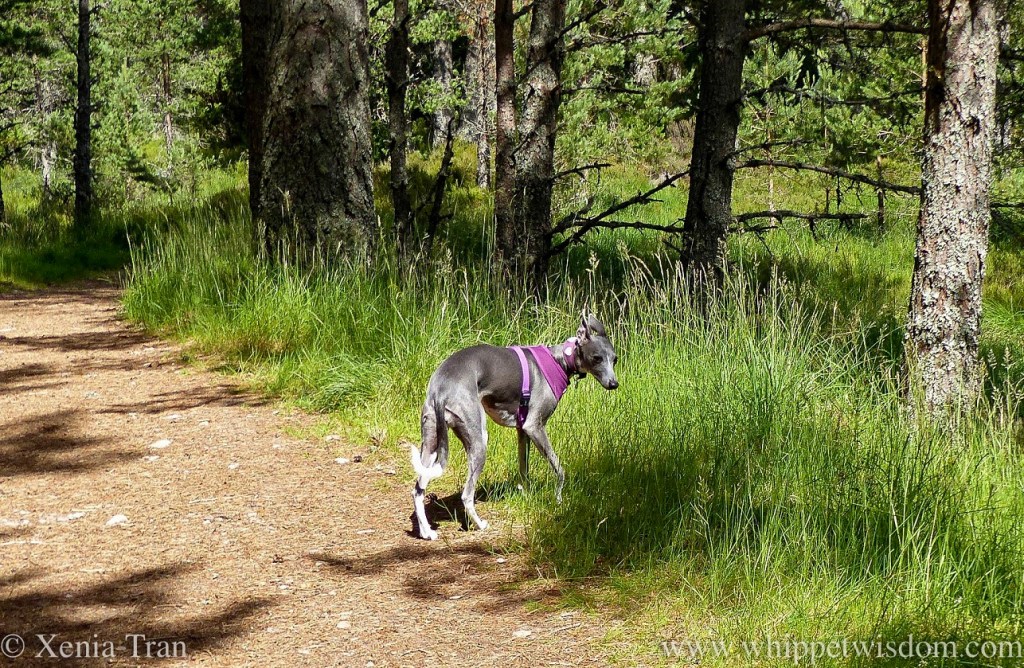 Tanka: Young at&nbsp;Heart