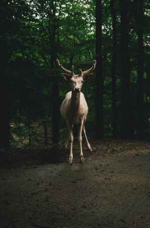 brown deer near trees